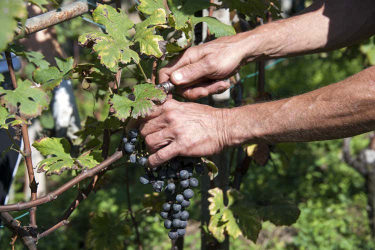 (Federvini, bene la vendemmia 2018 49,5 milioni di ettolitri,  15% sul 2017)