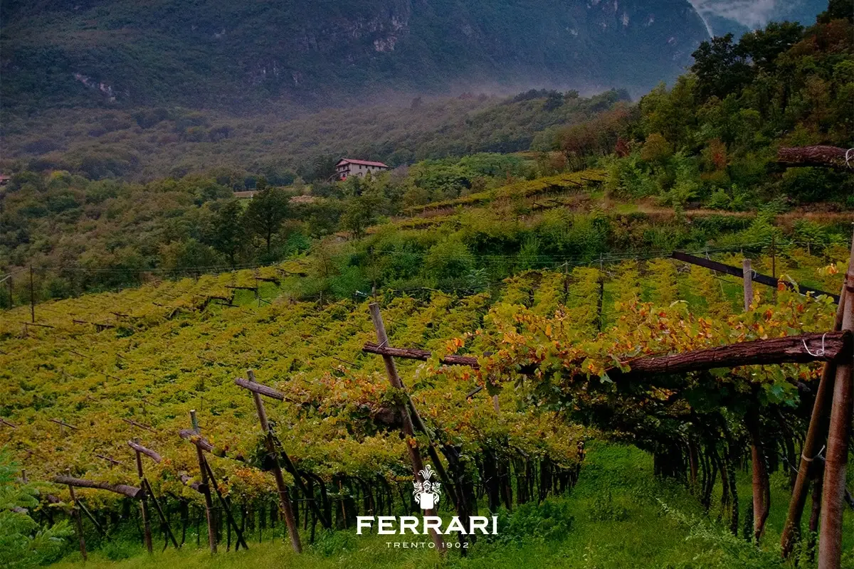 I vigneti di Ferrari Trento&nbsp; Ferrari, la bollicina italiana riferimento per l'enoturismo mondiale