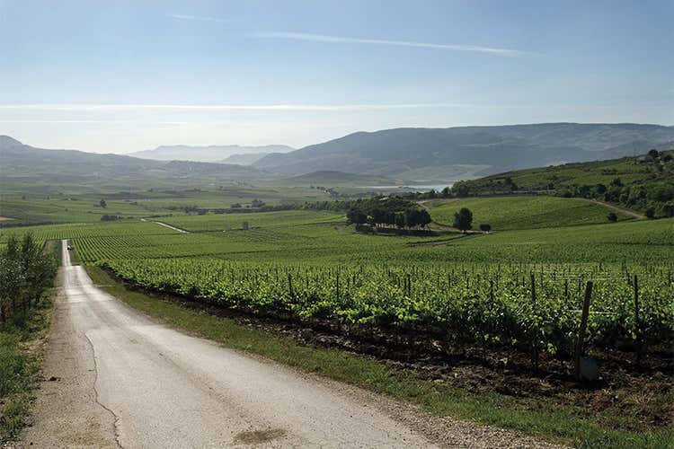 Feudo Arancio, la Sicilia nel bicchiere A Vinitaly debutta lo spumante Accussì Feudo Arancio, la Sicilia nel bicchiere A Vinitaly debutta lo spumante Accussì