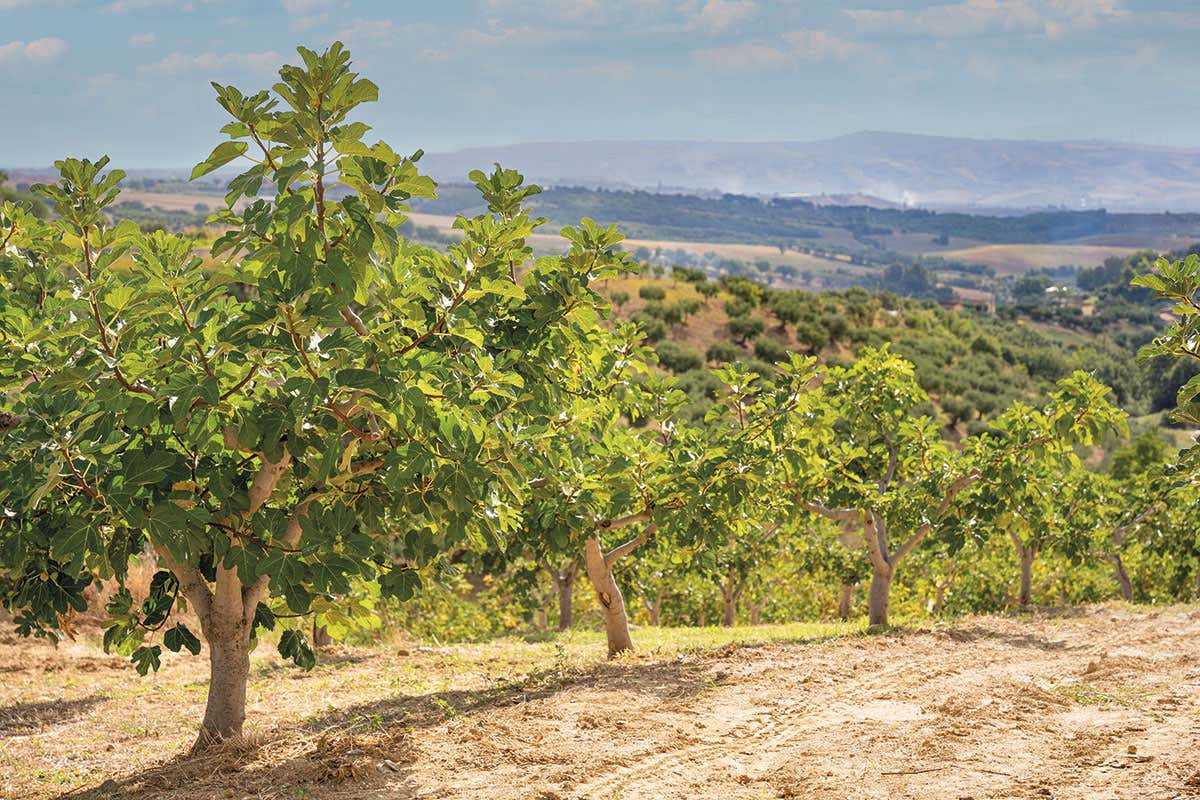 Fichi di Cosenza Dop, le dolci gemme calabresi