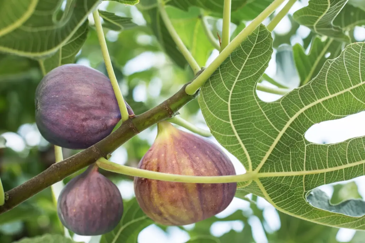 Voglia di fichi? Scopriamo tutte le loro proprietà nutrizionali
