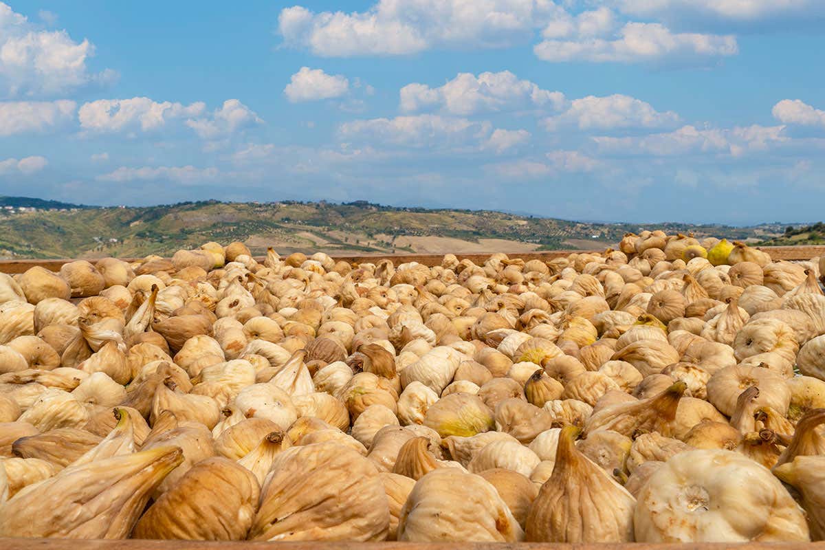 Fichi di Cosenza Dop, le dolci gemme calabresi