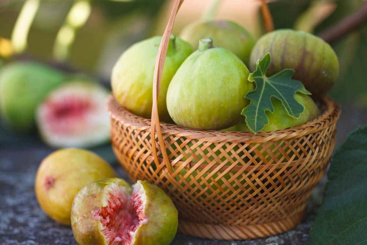 Il Fico bianco del Cilento Dop Fico bianco del Cilento dop nasce il consorzio di tutela. Guido Ruocco presidente