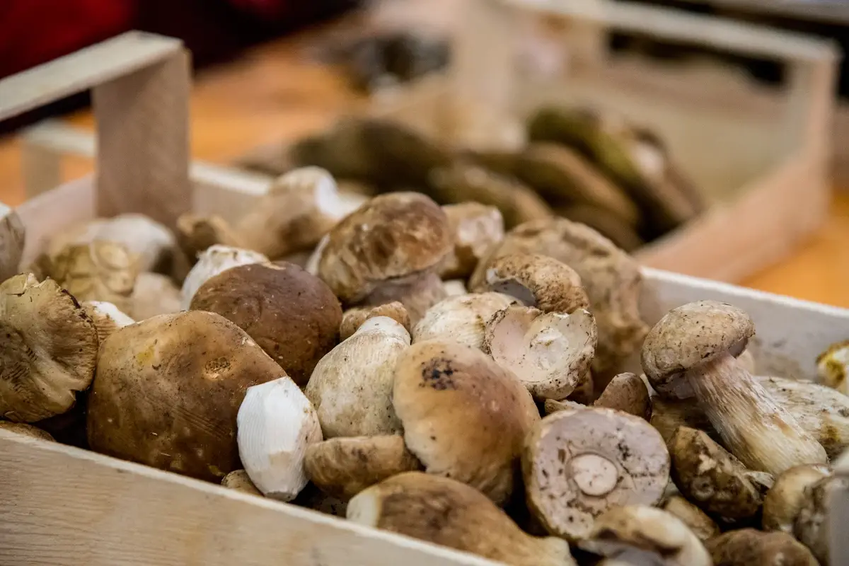 (foto Francesca Bocchia) Nuove frontiere del gusto in Alta Valtaro, una valle... buonissima