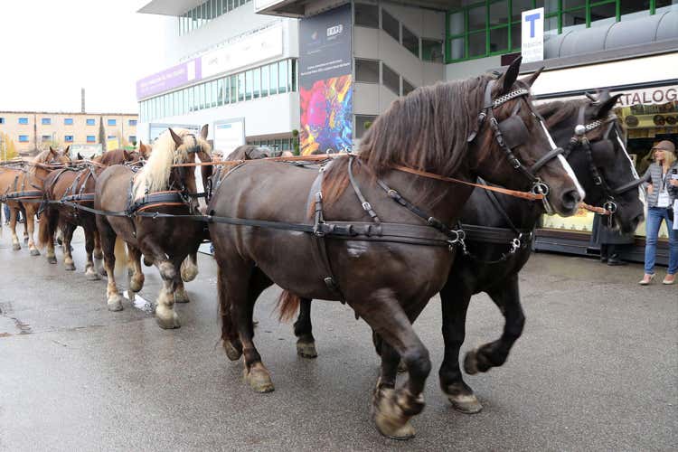 (FIERACAVALLI - International Horse Festival) (FIERACAVALLI - International Horse Festival)