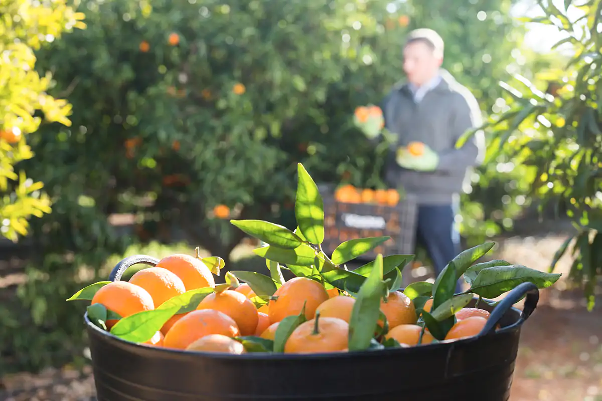 Le riaperture dell'Horeca impattano su tutta la filiera agroalimentare che in Italia vale 538 miliardi di euro Ripartono 170mila bar e ristoranti L'Italia in giallo fa bene all'Horeca