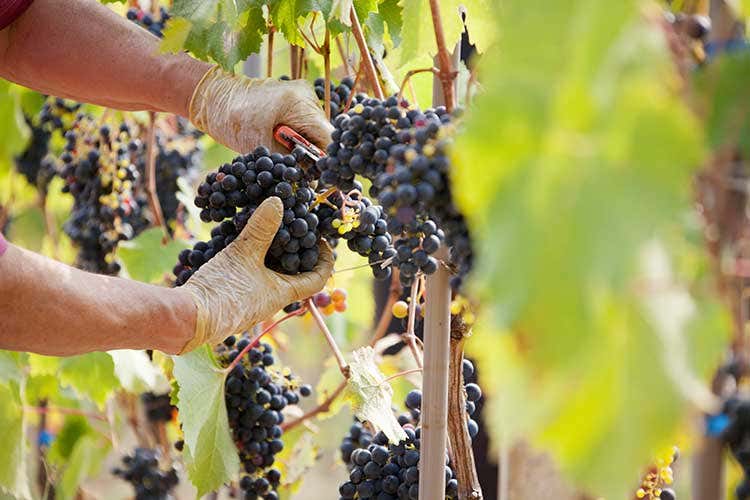 Vino, spirits e aceti: la Vino, spirits e aceti: la