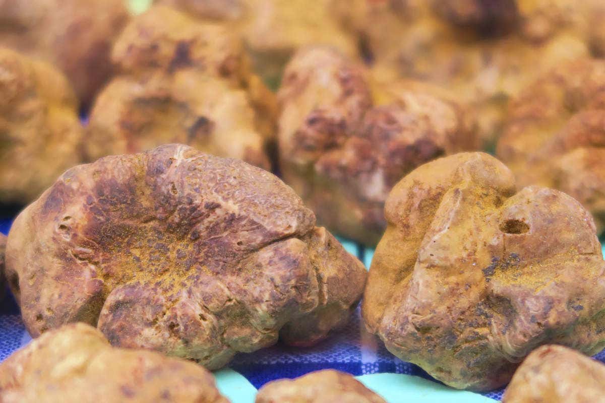 La tartuficultura è sicuramenteil futuro del tartufo. La tartuficultura è sicuramenteil futuro del tartufo.