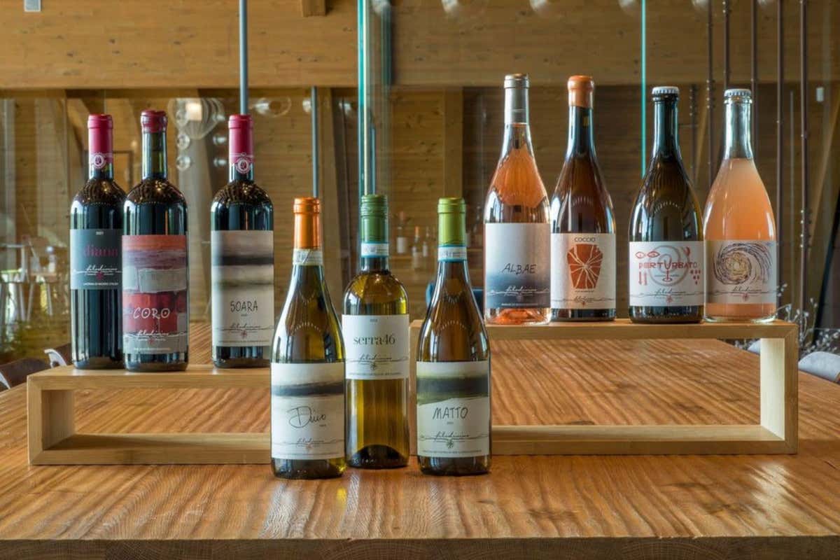 Le etichette della cantina Filodivino