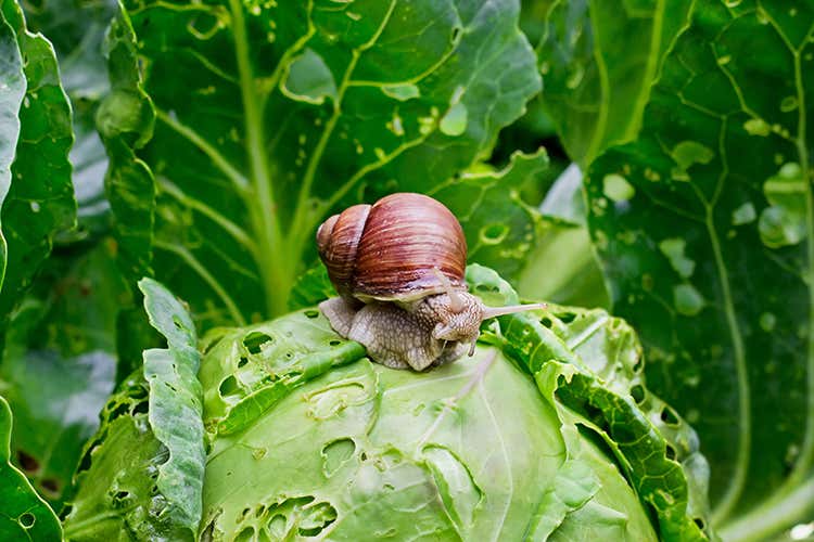 Filosofia elicoidale al centro del progetto di Cherasco - Cherasco, la chiocciola simbolo di un futuro sostenibile Filosofia elicoidale al centro del progetto di Cherasco - Cherasco, la chiocciola simbolo di un futuro sostenibile