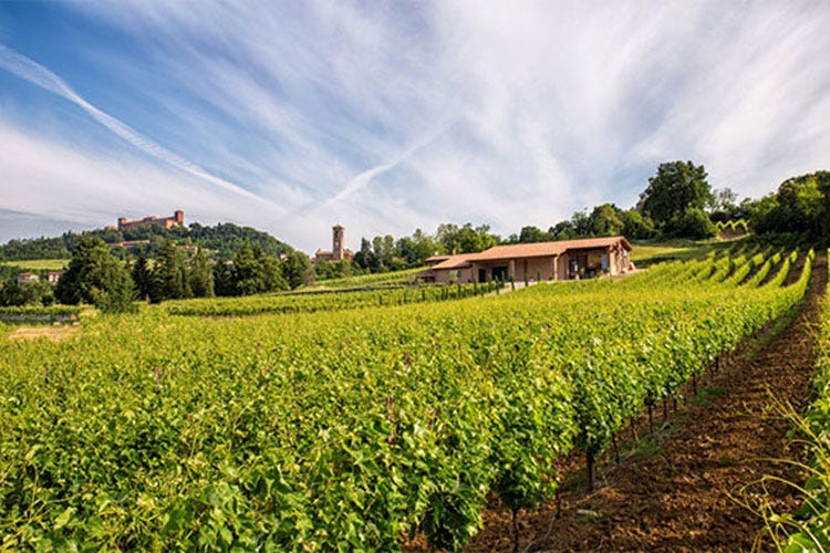Le vigne della Cantina Finigeto - In Oltrepò il vino è amore e natura Così Finigeto protegge l'ambiente