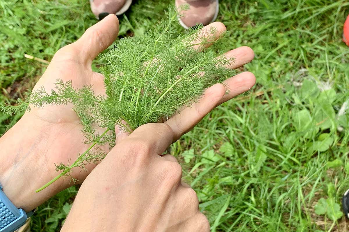 La cucina con le erbe spontanee di Paolo Griffa e Alessandro Gilmozzi