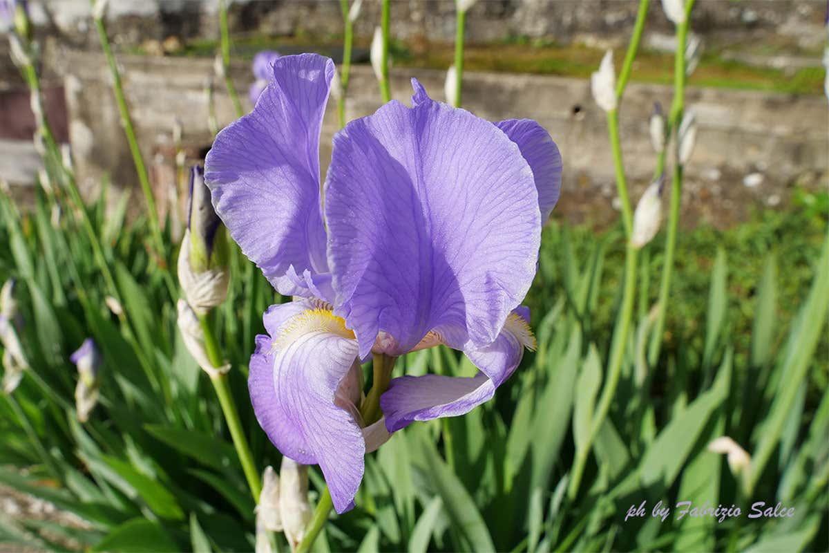 Il fiore dell'iris Peter in Florence, un classico Un London Dry Gin tutto toscano