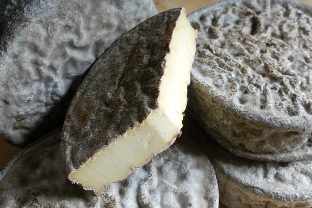 Una forma di Fiore Sicano