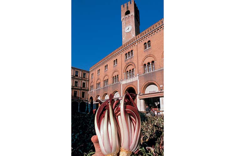 (I fiori d’inverno del Veneto Viaggio alla scoperta di due eccellenze) (I fiori d’inverno del Veneto Viaggio alla scoperta di due eccellenze)