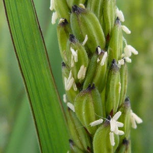 fiori di riso Vialone nano