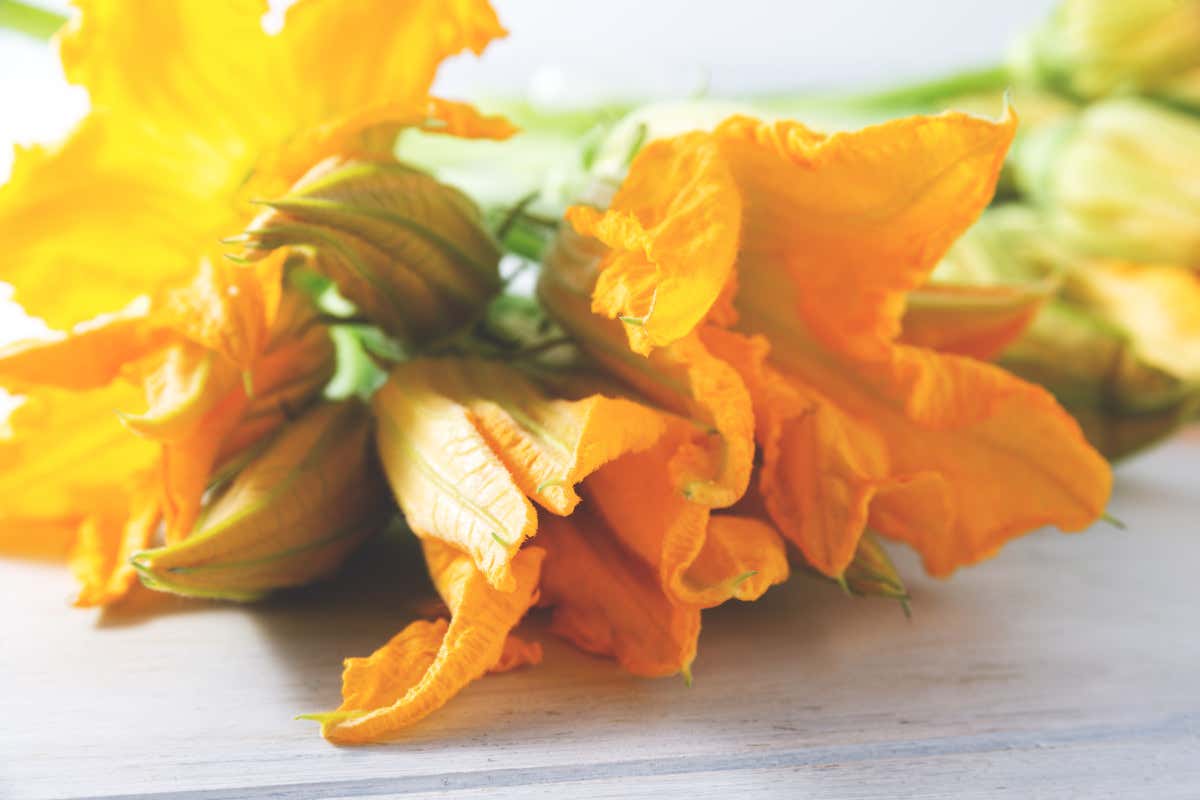 Dall'orto alla tavola: i fiori di zucca e i loro benefici per la salute
