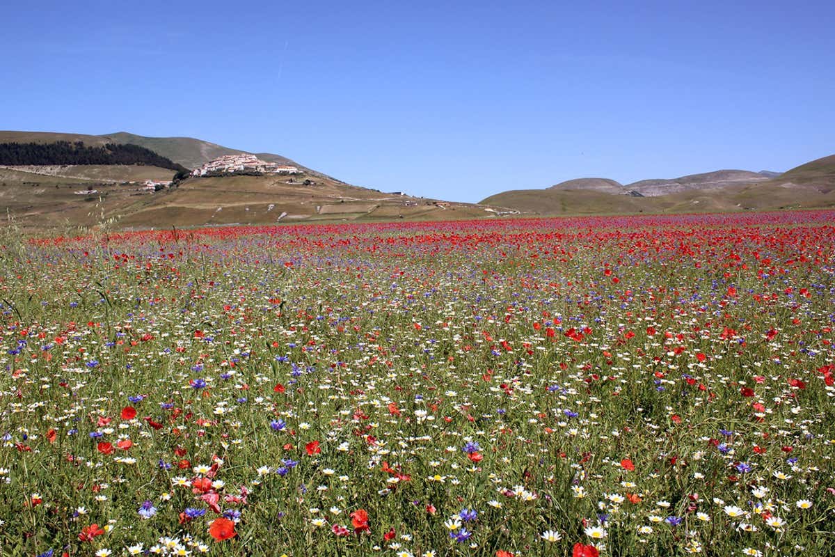 Picnic sur l&rsquo;herb in occasione della fioritura di Castelluccio di Norcia 