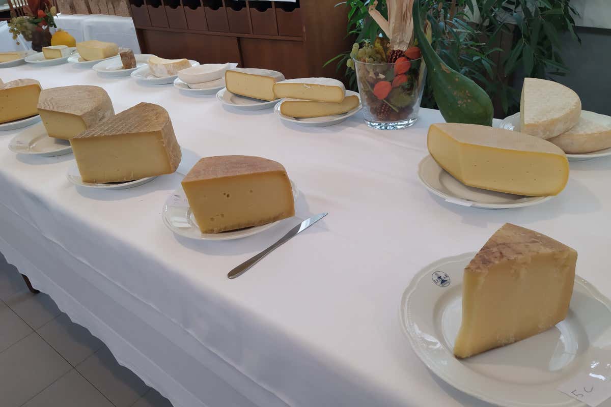 Fiormaggi, concorso in Valle Camonica Fiormaggi premia i gioielli della Valle Camonica: ecco i vincitori Fiormaggi, concorso in Valle Camonica Fiormaggi premia i gioielli della Valle Camonica: ecco i vincitori