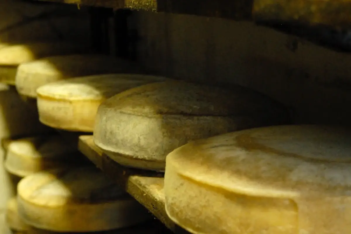 Formaggi del caseificio Borgonovo Viaggio lungo il Po alla scoperta dei suoi sapori e dei suoi vini