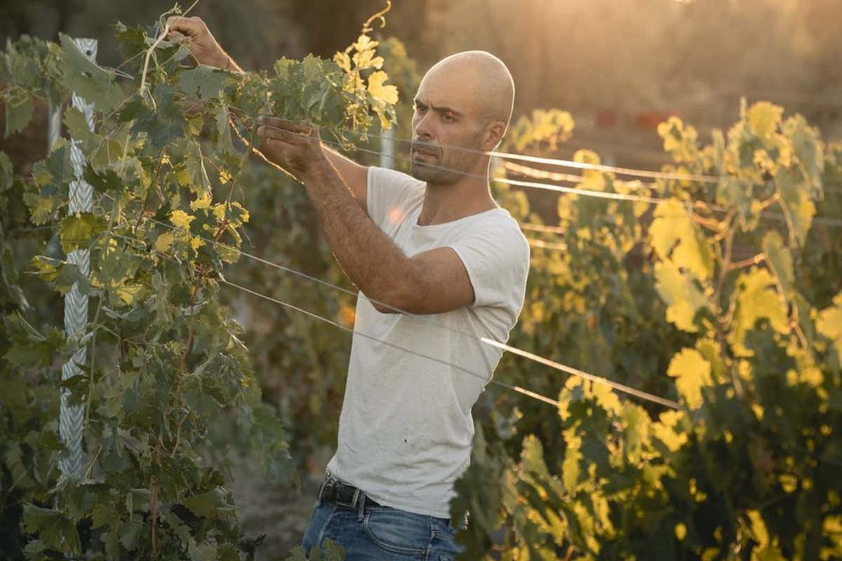 Nasce Fivi Umbria: nella delegazione anche Tabarrini (presidente del Montefalco)