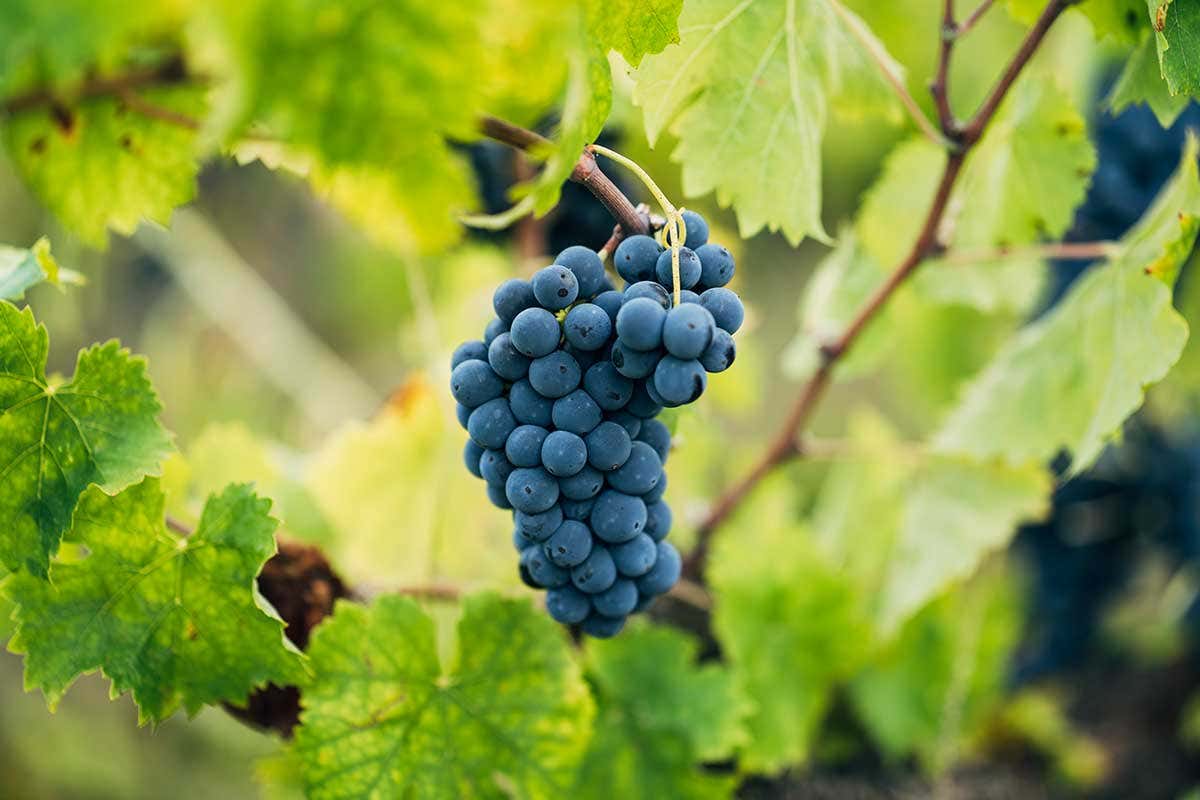 Uva Sagrantino Una foglia d’oro sul Montefalco Sagrantino per i 50 anni di Arnaldo Caprai Uva Sagrantino Una foglia d’oro sul Montefalco Sagrantino per i 50 anni di Arnaldo Caprai