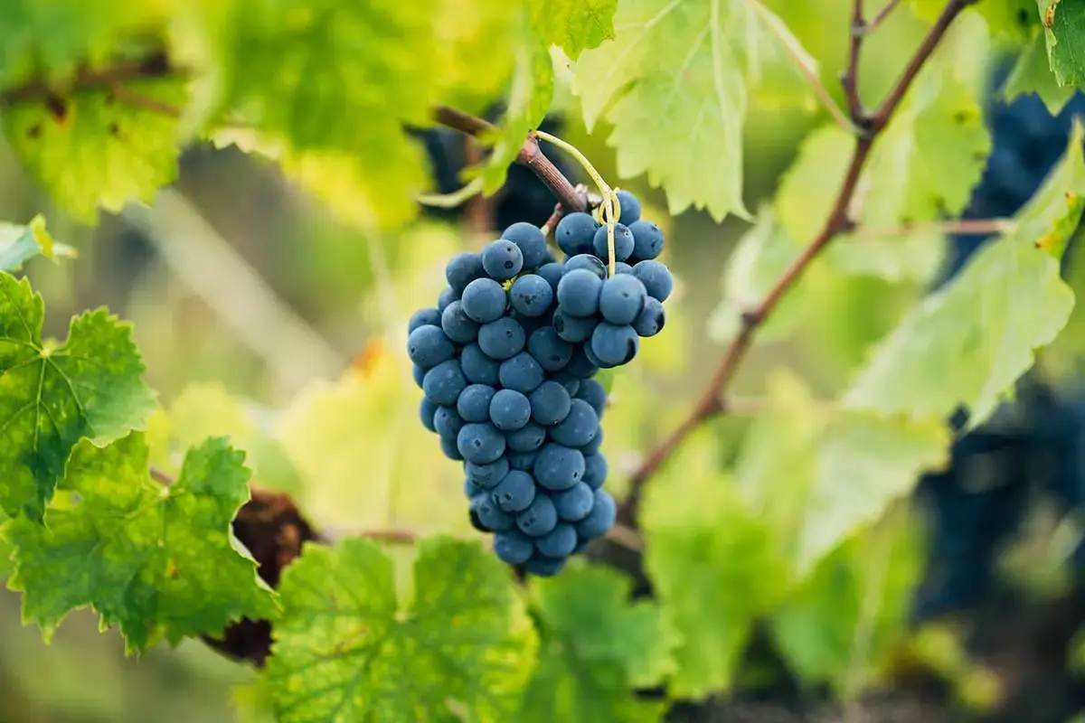 Uva Sagrantino Una foglia d&rsquo;oro sul Montefalco Sagrantino per i 50 anni di Arnaldo Caprai