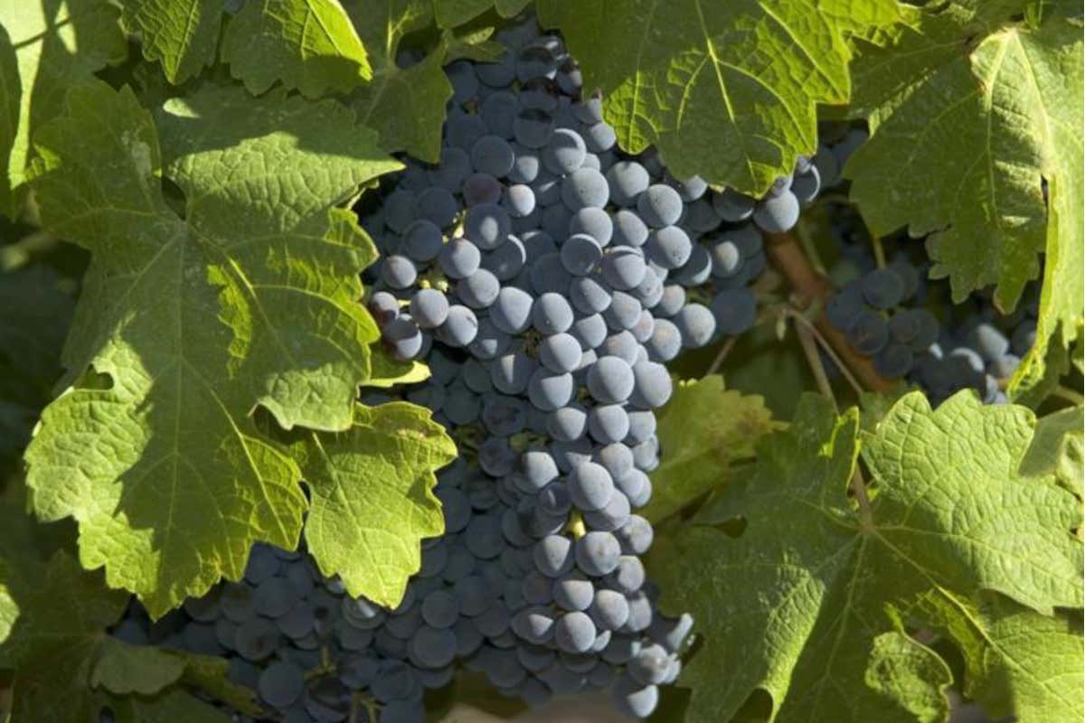 Valdarno di Sopra Doc, 