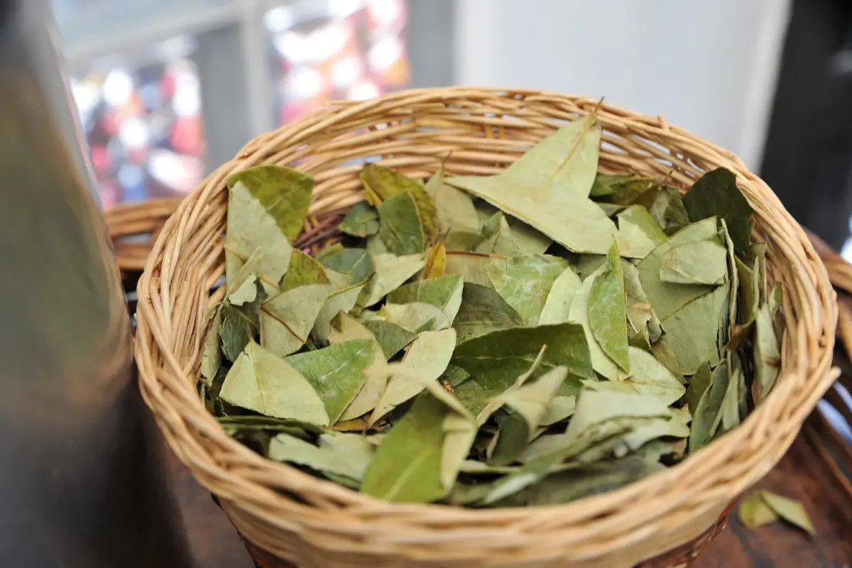 Gli chef hanno iniziato a utilizzare della farina fatta con le foglie di coca&nbsp; 