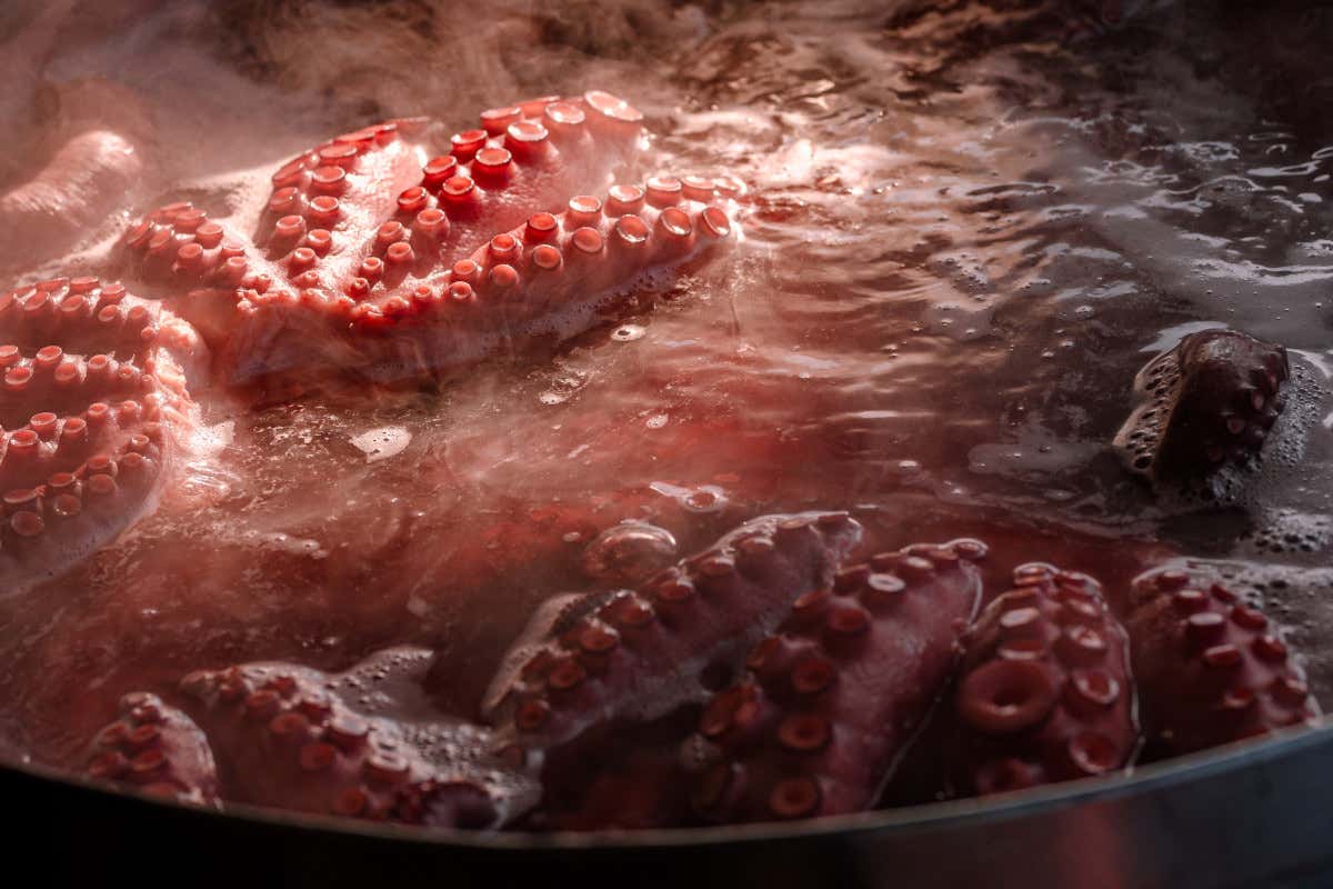 Noventa Padovana: 11 ristoranti in gara per il titolo di “ambassador del folpo” Noventa Padovana: 11 ristoranti in gara per il titolo di “ambassador del folpo”