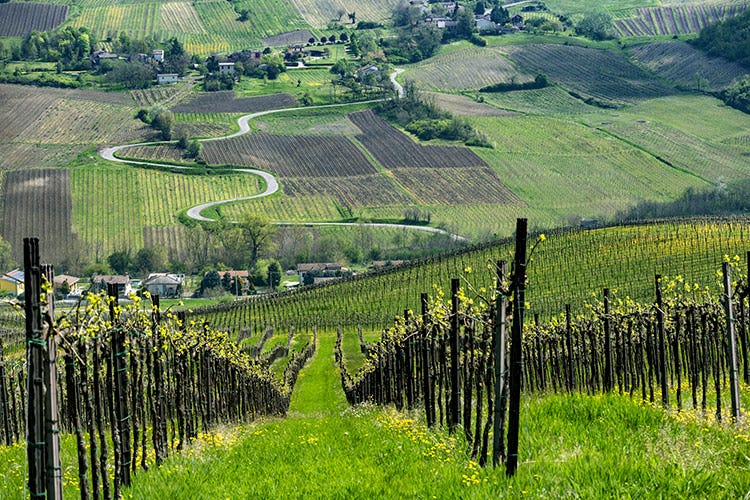 L'enoturismo rilancia le province - Lombardia, la rinascita dal covid passa da vino e turismo