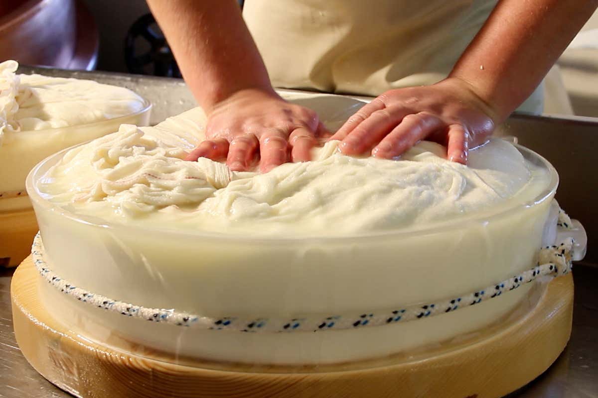Fontina Dop, aggiornato il disciplinare: più sostenibilità per la filiera alpina Fontina Dop, aggiornato il disciplinare: più sostenibilità per la filiera alpina