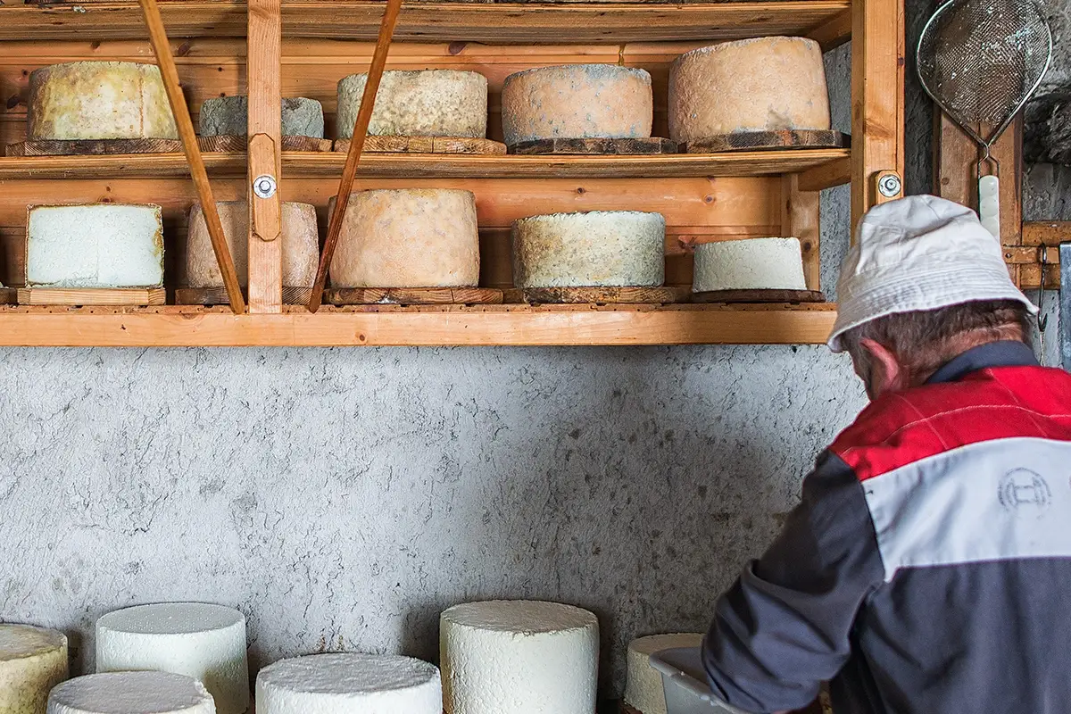 Grauk&auml;se. Foto: Filippo Galluzzi Autunno in Val Aurina, tra formaggio e i suoni della natura