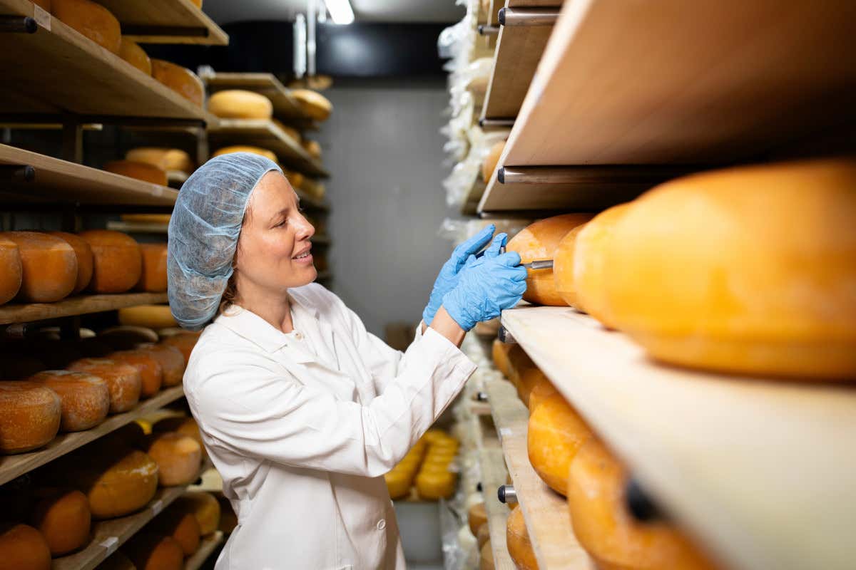 L’analisi sensoriale del formaggio ne valuta qualità e caratteristiche organolettiche