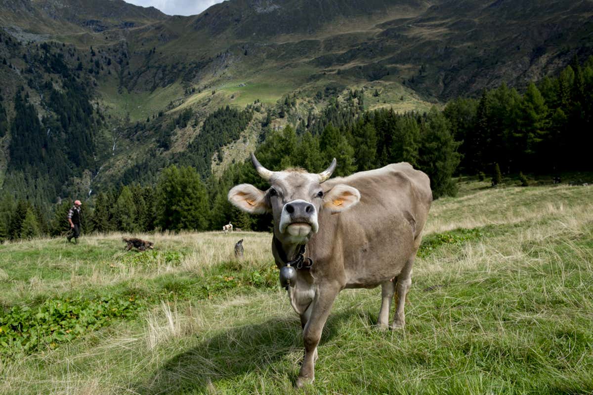 Dal fondovalle all’alpeggio: il viaggio del Formai de Mut dell’Alta Valle Brembana Dop