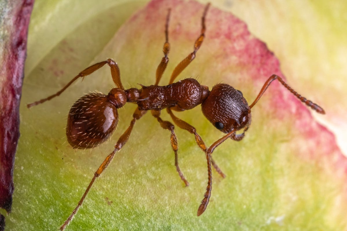 Dopo il granchio blu, arriva la formica di fuoco che minaccia l'agricoltura