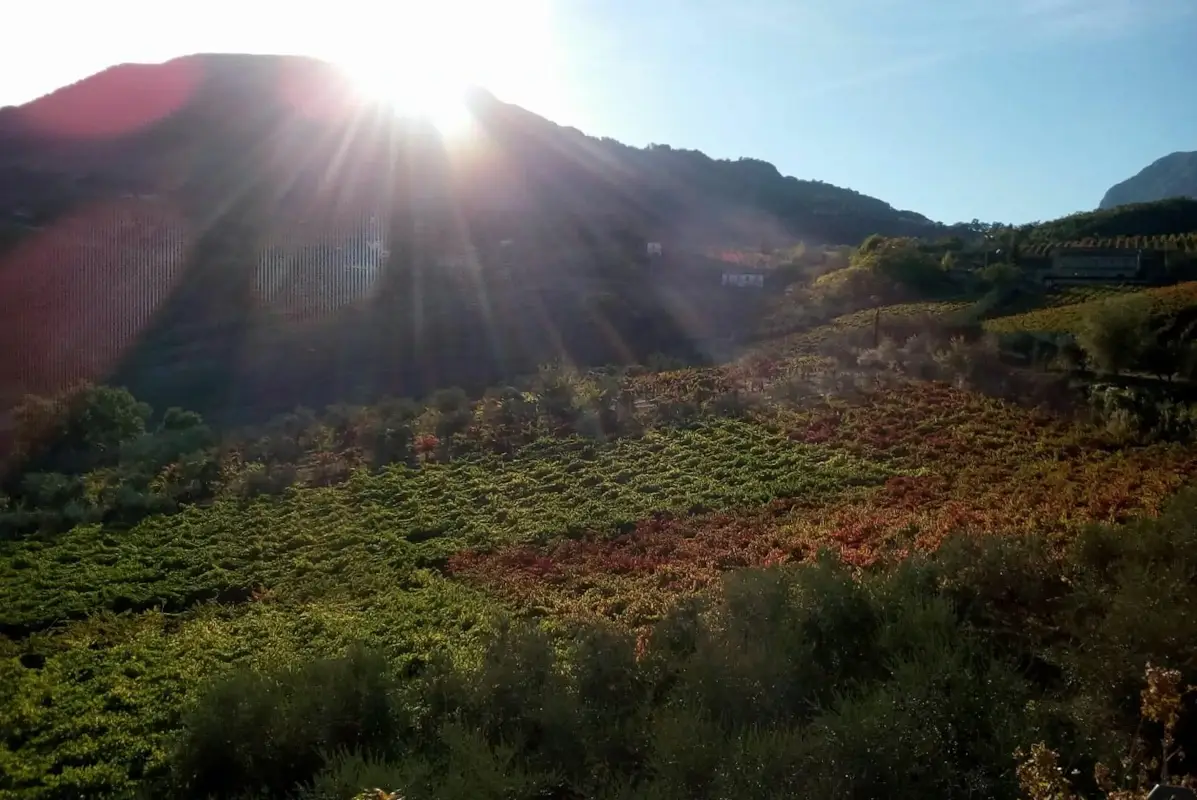 I colori dei vigneti La Fortezza, la linea Premium del Sannio destinata a conquistare il mercato italiano