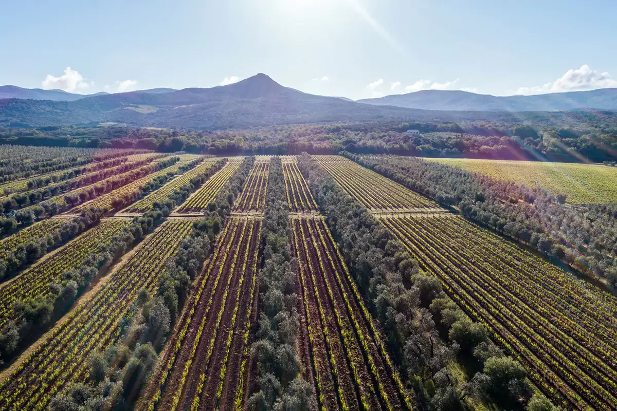 Una veduta aerea dei vigneti del territorio del Bolgheri Bolgheri DiVino, degustazioni en primeur che celebrano il lavoro di squadra