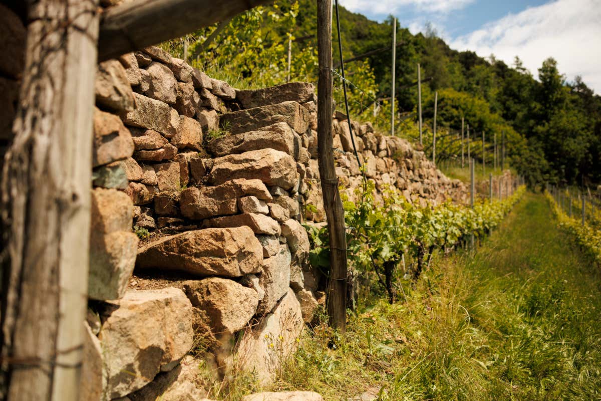 Val di Cembra, il territorio che plasma il Pinot Nero: il TrentoDoc che nasce a 700 metri Val di Cembra, il territorio che plasma il Pinot Nero: il TrentoDoc che nasce a 700 metri