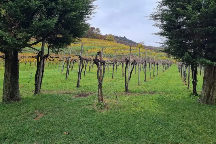 Franciacorta, iniziata una delle prime vendemmie in assoluto in Italia