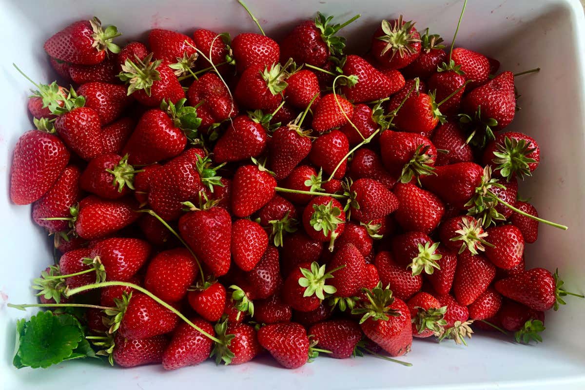 Un marchio per la terra lucana: la Fragola della Basilicata &egrave; ora Igp