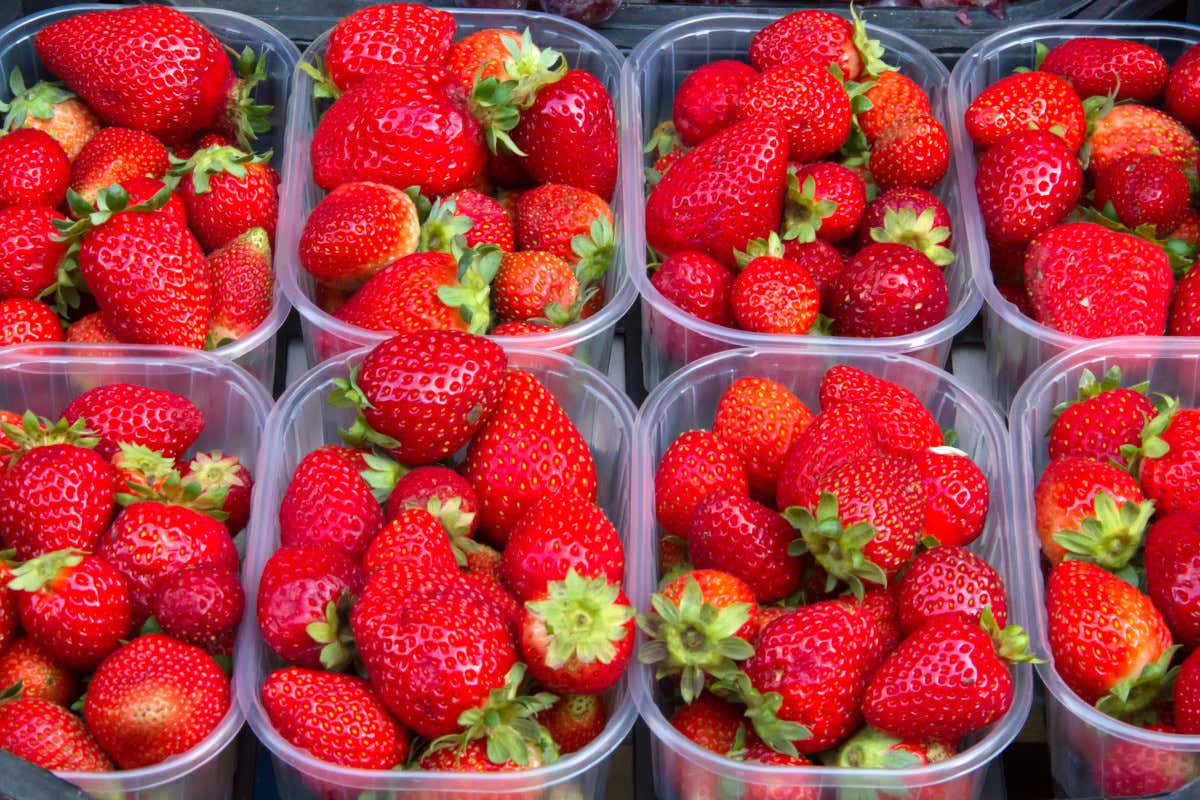 Fragola gustosa e antiossidante Un viaggio dal bosco alla coltivazione