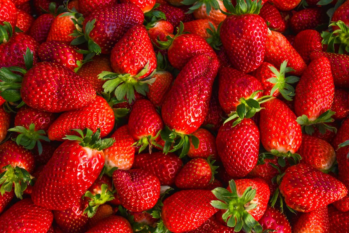Tutti i benefici delle fragole: il frutto che aiuta cuore, vista e intestino