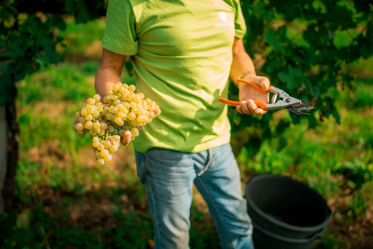“Mete Eccelse” di Drusian: una collezione di vini che racconta l’identità del Valdobbiadene “Mete Eccelse” di Drusian: una collezione di vini che racconta l’identità del Valdobbiadene