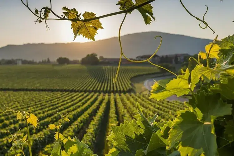 I vigneti della Franciacorta&nbsp; Bergamo e Brescia terre di vino: viaggio tra Doc e Docg
