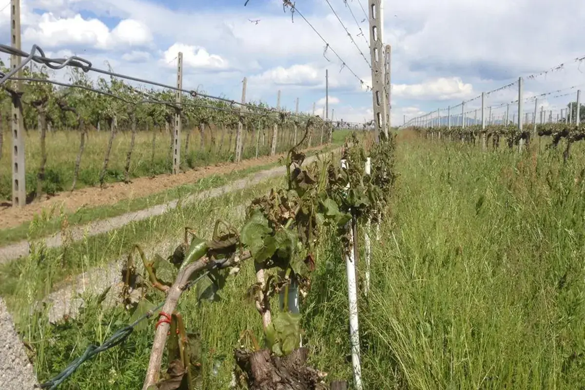 Gelate in Franciacorta 