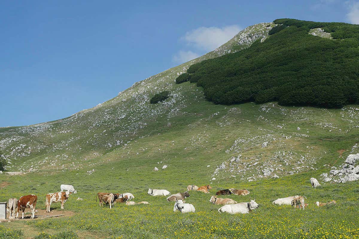 Le colline Matesi, foto di Enrico Caracciolo  Viatoribus Ecco Pizza Hub, la guida digitale del gusto di Franco Pepe