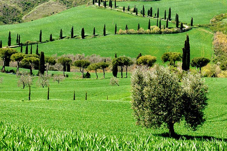 (Negli oli di Frantoio Franci il profumo della val d’Orcia) (Negli oli di Frantoio Franci il profumo della val d’Orcia)