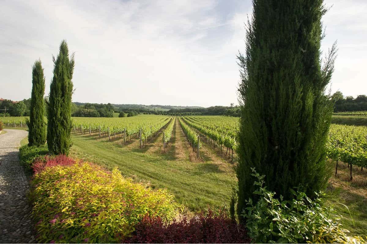 I vigneti della Fratelli Berlucchi a Borgonato