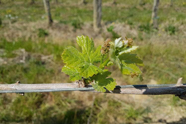 I vitigni faticano a crescere in Friuli Venezia Giulia  Doc friulane senza certificazioni Le aziende costrette al fai-da-te